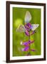 Great Milkwort with Mainly Mazarine Blues Butterflies-null-Framed Photographic Print