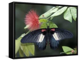 Great Mormon Butterfly-Adam Jones-Framed Stretched Canvas