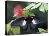 Great Mormon Butterfly-Adam Jones-Stretched Canvas