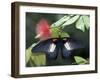 Great Mormon Butterfly-Adam Jones-Framed Premium Photographic Print