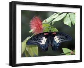 Great Mormon Butterfly-Adam Jones-Framed Premium Photographic Print
