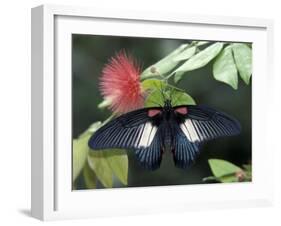 Great Mormon Butterfly-Adam Jones-Framed Premium Photographic Print