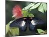 Great Mormon Butterfly-Adam Jones-Mounted Premium Photographic Print