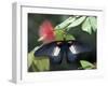 Great Mormon Butterfly-Adam Jones-Framed Photographic Print