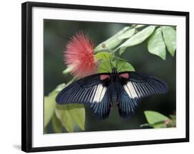 Great Mormon Butterfly-Adam Jones-Framed Photographic Print