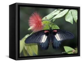 Great Mormon Butterfly-Adam Jones-Framed Stretched Canvas