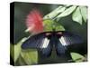 Great Mormon Butterfly-Adam Jones-Stretched Canvas