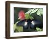 Great Mormon Butterfly-Adam Jones-Framed Photographic Print