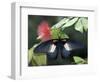 Great Mormon Butterfly-Adam Jones-Framed Photographic Print