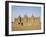 Great Mosque, the Largest Dried Earth Building in the World, Djenne, Mali-Pate Jenny-Framed Photographic Print