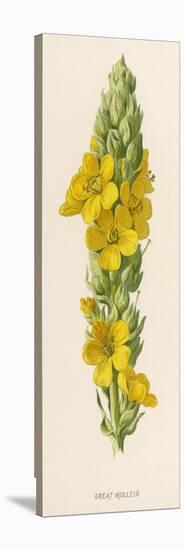 Great Mullein-F. Edward Hulme-Stretched Canvas