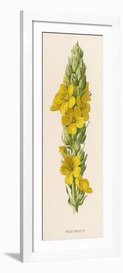 Great Mullein-F. Edward Hulme-Framed Premium Giclee Print