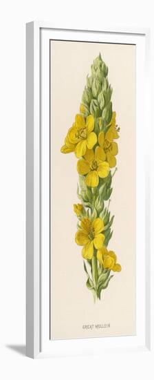 Great Mullein-F. Edward Hulme-Framed Premium Giclee Print