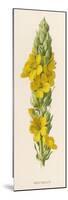 Great Mullein-F. Edward Hulme-Mounted Premium Giclee Print