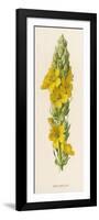 Great Mullein-F. Edward Hulme-Framed Art Print