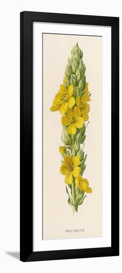 Great Mullein-F. Edward Hulme-Framed Art Print