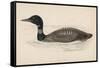 Great Northern Diver (Colymbus Glacialis) Also Known as the Immer- or Ember-Goose-Reverend Francis O. Morris-Framed Stretched Canvas