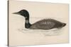 Great Northern Diver (Colymbus Glacialis) Also Known as the Immer- or Ember-Goose-Reverend Francis O. Morris-Stretched Canvas