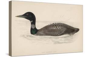 Great Northern Diver (Colymbus Glacialis) Also Known as the Immer- or Ember-Goose-Reverend Francis O. Morris-Stretched Canvas