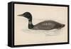 Great Northern Diver (Colymbus Glacialis) Also Known as the Immer- or Ember-Goose-Reverend Francis O. Morris-Framed Stretched Canvas