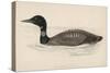 Great Northern Diver (Colymbus Glacialis) Also Known as the Immer- or Ember-Goose-Reverend Francis O. Morris-Stretched Canvas