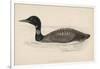 Great Northern Diver (Colymbus Glacialis) Also Known as the Immer- or Ember-Goose-Reverend Francis O. Morris-Framed Art Print