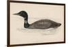Great Northern Diver (Colymbus Glacialis) Also Known as the Immer- or Ember-Goose-Reverend Francis O. Morris-Framed Art Print