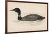 Great Northern Diver (Colymbus Glacialis) Also Known as the Immer- or Ember-Goose-Reverend Francis O. Morris-Framed Art Print