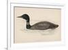 Great Northern Diver (Colymbus Glacialis) Also Known as the Immer- or Ember-Goose-Reverend Francis O. Morris-Framed Premium Giclee Print