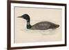 Great Northern Diver (Colymbus Glacialis) Also Known as the Immer- or Ember-Goose-Reverend Francis O. Morris-Framed Premium Giclee Print