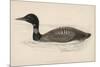 Great Northern Diver (Colymbus Glacialis) Also Known as the Immer- or Ember-Goose-Reverend Francis O. Morris-Mounted Premium Giclee Print