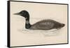 Great Northern Diver (Colymbus Glacialis) Also Known as the Immer- or Ember-Goose-Reverend Francis O. Morris-Framed Stretched Canvas