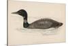 Great Northern Diver (Colymbus Glacialis) Also Known as the Immer- or Ember-Goose-Reverend Francis O. Morris-Stretched Canvas