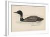 Great Northern Diver (Colymbus Glacialis) Also Known as the Immer- or Ember-Goose-Reverend Francis O. Morris-Framed Art Print