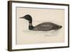 Great Northern Diver (Colymbus Glacialis) Also Known as the Immer- or Ember-Goose-Reverend Francis O. Morris-Framed Art Print