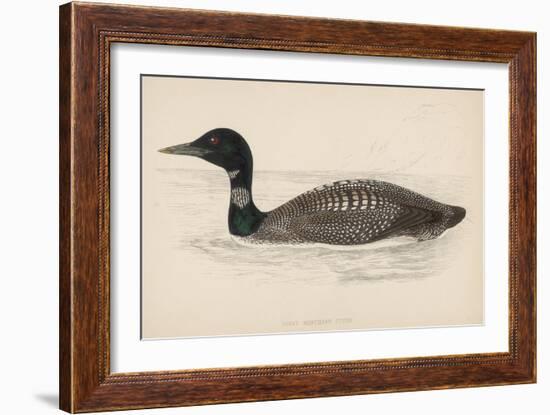 Great Northern Diver (Colymbus Glacialis) Also Known as the Immer- or Ember-Goose-Reverend Francis O. Morris-Framed Art Print