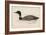 Great Northern Diver (Colymbus Glacialis) Also Known as the Immer- or Ember-Goose-Reverend Francis O. Morris-Framed Art Print