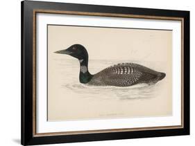 Great Northern Diver (Colymbus Glacialis) Also Known as the Immer- or Ember-Goose-Reverend Francis O. Morris-Framed Art Print