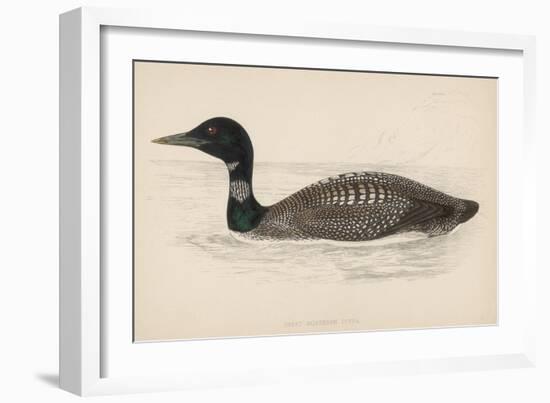 Great Northern Diver (Colymbus Glacialis) Also Known as the Immer- or Ember-Goose-Reverend Francis O. Morris-Framed Art Print