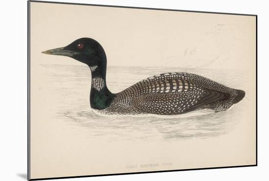 Great Northern Diver (Colymbus Glacialis) Also Known as the Immer- or Ember-Goose-Reverend Francis O. Morris-Mounted Art Print