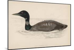 Great Northern Diver (Colymbus Glacialis) Also Known as the Immer- or Ember-Goose-Reverend Francis O. Morris-Mounted Art Print