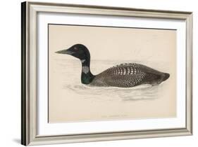 Great Northern Diver (Colymbus Glacialis) Also Known as the Immer- or Ember-Goose-Reverend Francis O. Morris-Framed Art Print