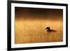 Great Northern Diver (Gavia immer) adult, summer plumage, North Michigan-Ignacio Yufera-Framed Photographic Print