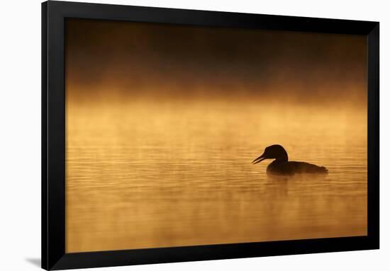 Great Northern Diver (Gavia immer) adult, summer plumage, North Michigan-Ignacio Yufera-Framed Photographic Print