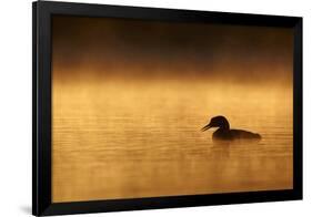 Great Northern Diver (Gavia immer) adult, summer plumage, North Michigan-Ignacio Yufera-Framed Photographic Print