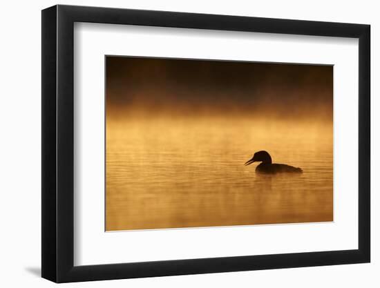 Great Northern Diver (Gavia immer) adult, summer plumage, North Michigan-Ignacio Yufera-Framed Photographic Print