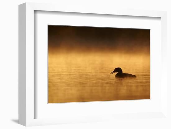 Great Northern Diver (Gavia immer) adult, summer plumage, North Michigan-Ignacio Yufera-Framed Photographic Print