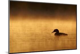 Great Northern Diver (Gavia immer) adult, summer plumage, North Michigan-Ignacio Yufera-Mounted Photographic Print