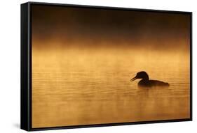 Great Northern Diver (Gavia immer) adult, summer plumage, North Michigan-Ignacio Yufera-Framed Stretched Canvas