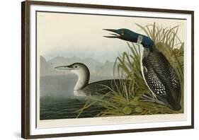 Great Northern Diver or Loon-John James Audubon-Framed Giclee Print